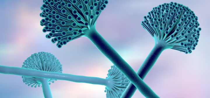 GeneProof Aspergillus PCR Kit
