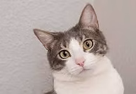 VETERINARY TEST KITS-1